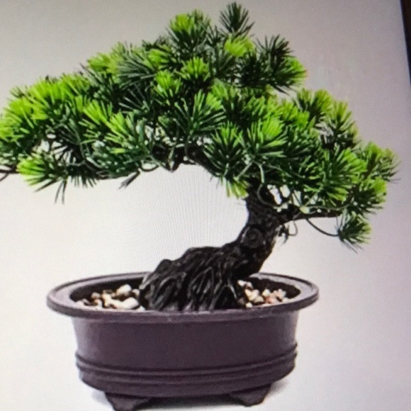 Other - Bonsai looks almost real NWT